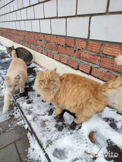 Кошка и два кота