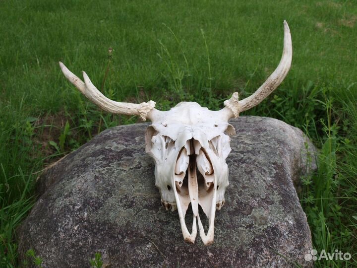 Череп лося