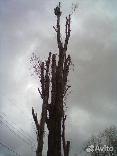 Спил деревьев