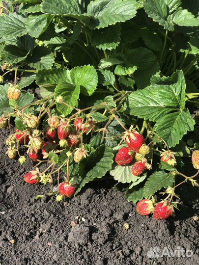 Рассада не ремонтантной клубники(без стаканчика)