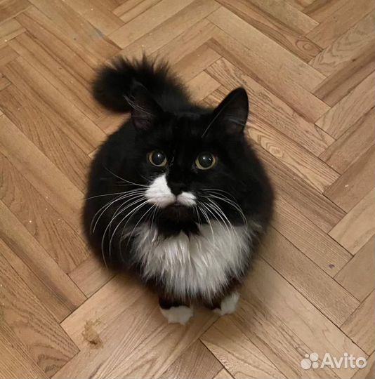 Роскошная кошечка Мотильда 3 года ищет дом