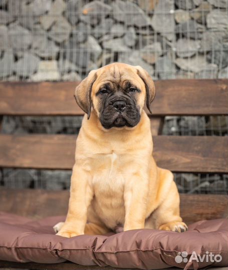 Бульмастиф