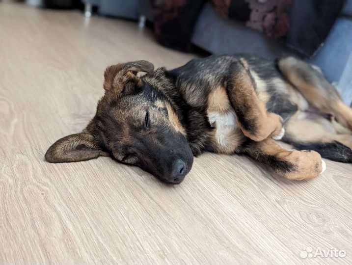 Собаки бесплатно в добрые руки щенки