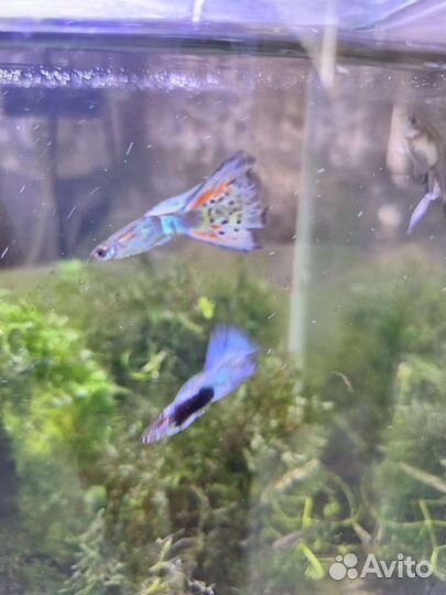 Чистая линия, гнездо гуппи энд. Голд