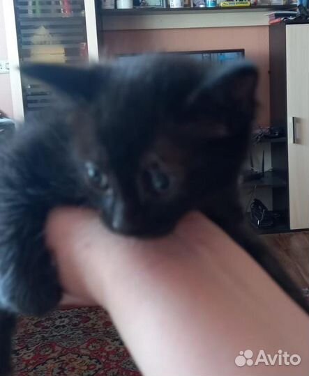 Котёнок
