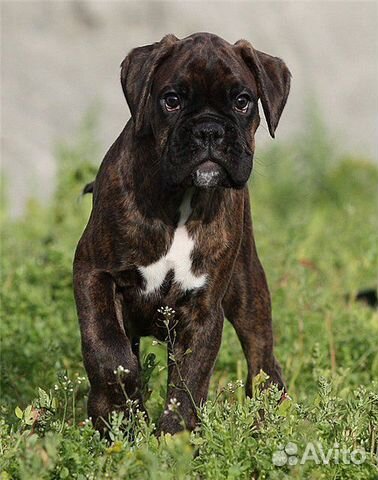 мончегорск собаки