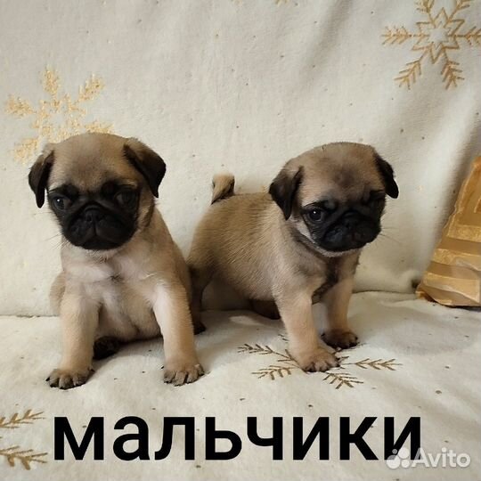 Щенки Мопса