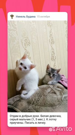 Кошка в дар бесплатно