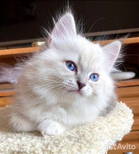 Невский маскарадный котик