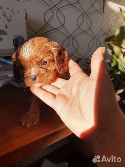 Маленькие спаниельки