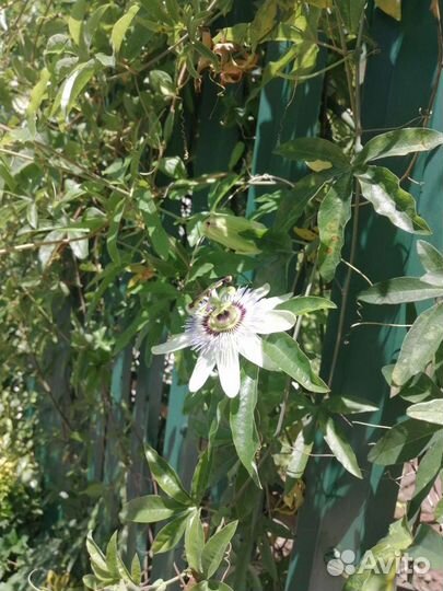 Саженцы декоративные гибискус пассифлора плющ