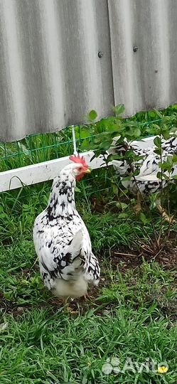 Цыплята легорн долматинец