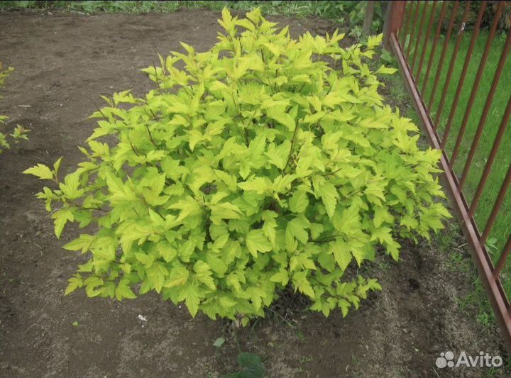 Пузыреплодник Дартс Голд