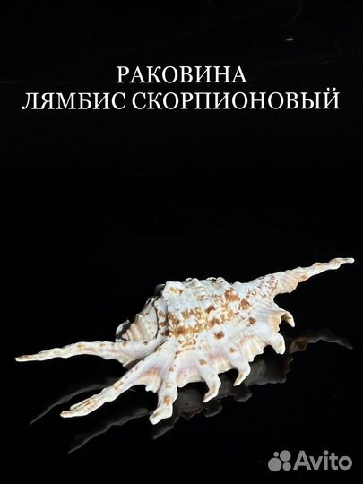 Морские ракушки раковины