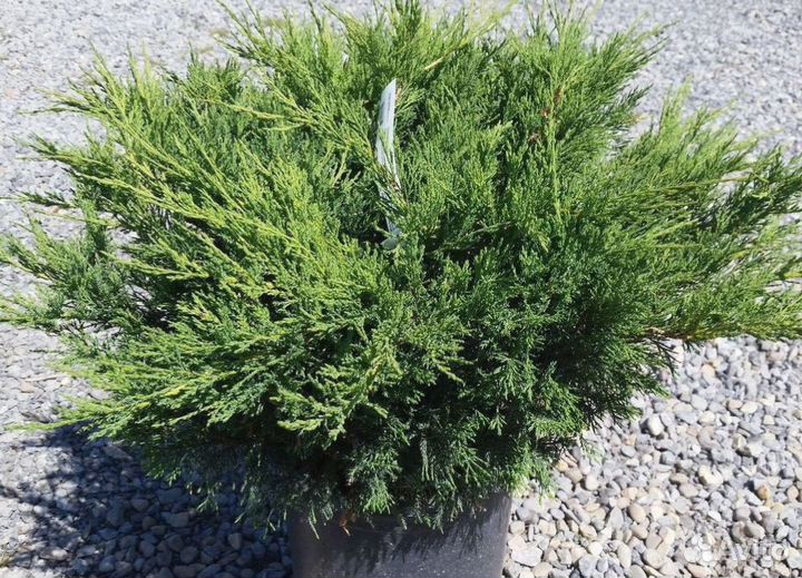 Можжевельник казацкий