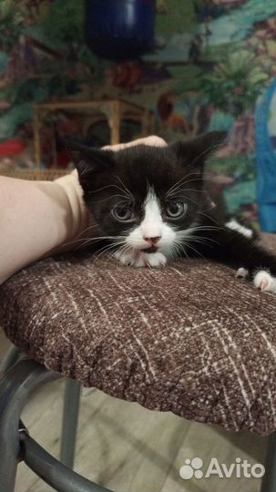 Котята в добрые руки бесплатно