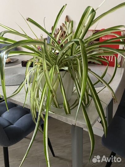 Хлорофитум