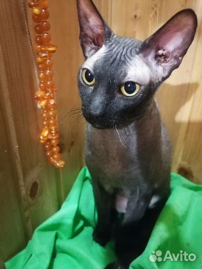 Донской сфинкс котята