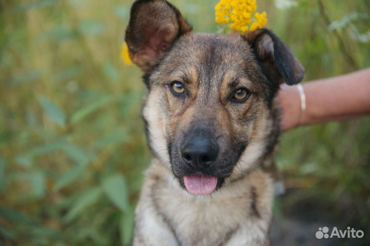 Собака - эффи