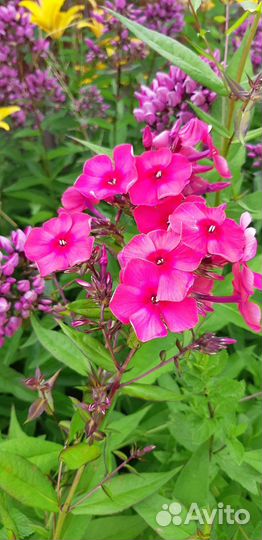 Продаю черенки петуньи, калиброхоа и тд