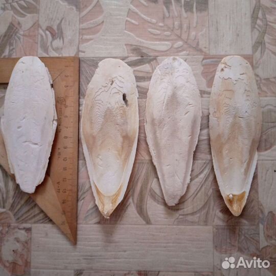 Панцири каракатицы (сепия)