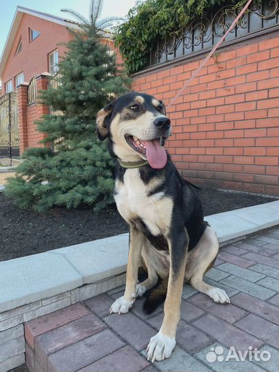 Пёс Джексон в самые добрые руки