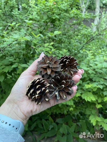 Шишки сосновые