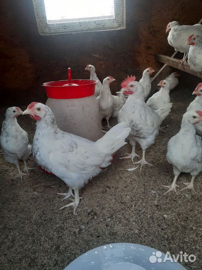 Молодые петушки