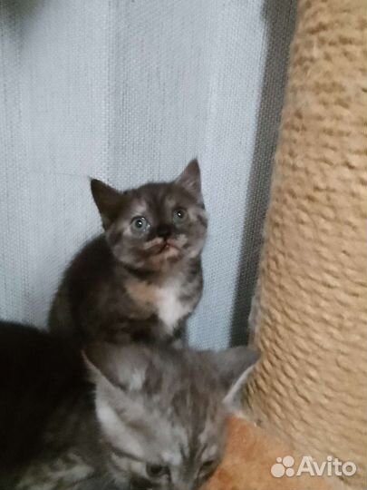 Котята