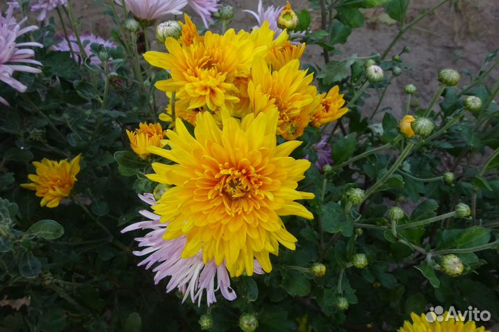 Продам хризантемы
