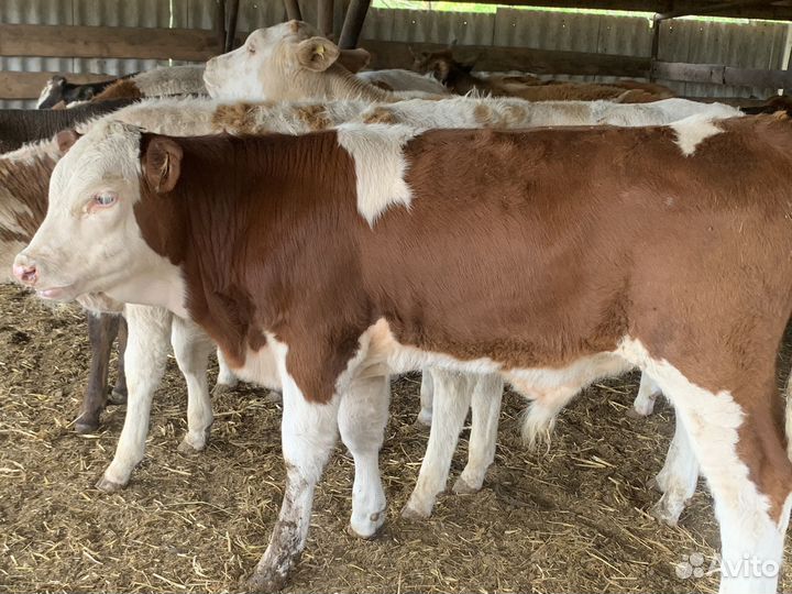 Бычки симменталы