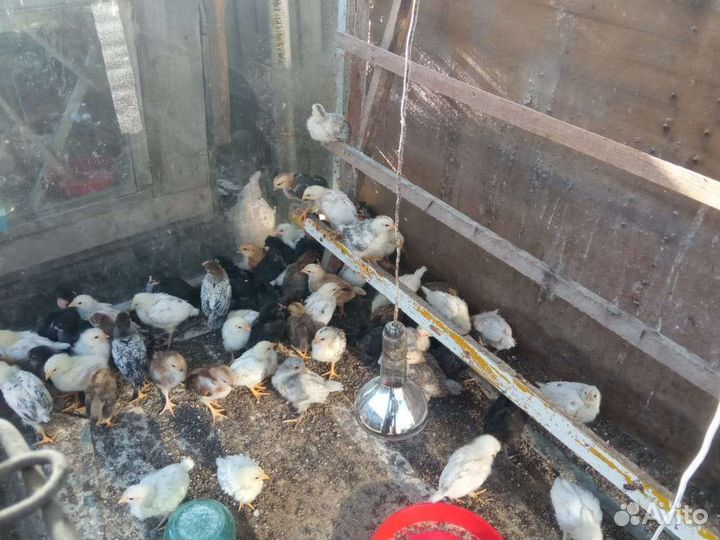 Цыплята трёхнедельные от домашних кур разных пород