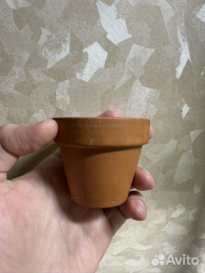 Бонсайница