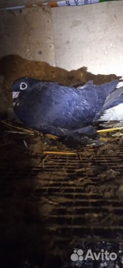 Голуби жуки,индоутки