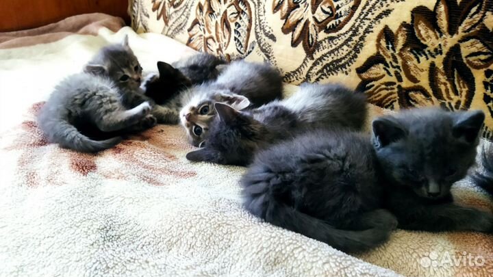 Котята в добрые руки