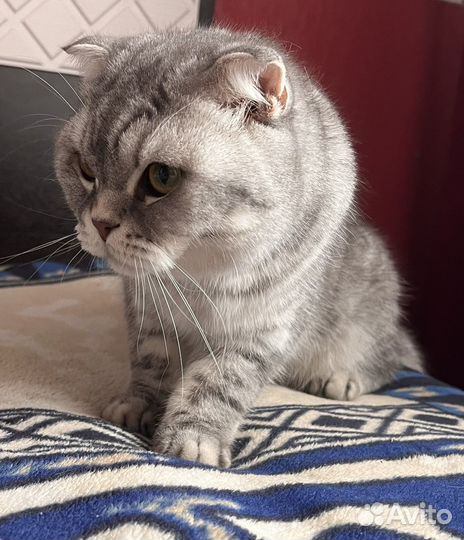 Шотландский кот