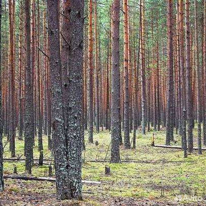 Чернолесье. Сосняк Орляковый. Лес на корню в Кировской области. Шиленгский Бор. Сосновый Бор Курган.