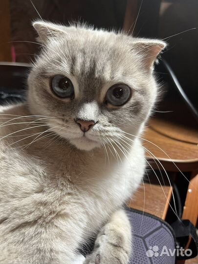 Кошка вислоухая