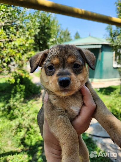 Щенки маленькой породы в добрые руки