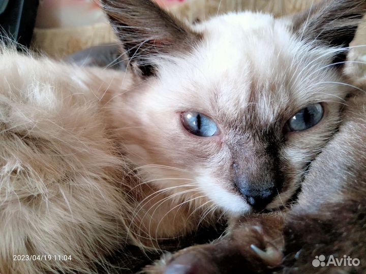 Котенок девочка в добрые руки