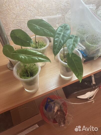 Алоказия Лонгилоба