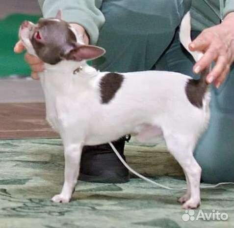 Чихуахуа мелкий стандарт для вязки