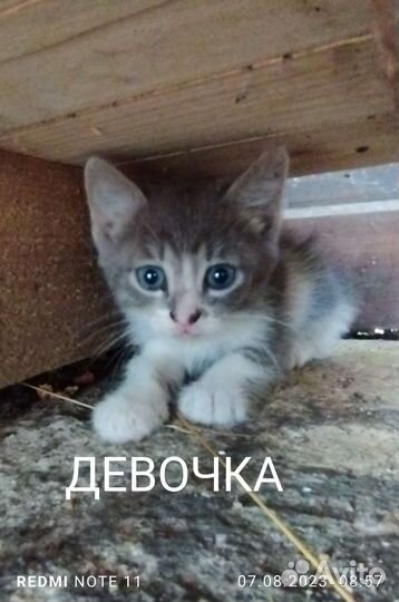 Кошка в дар бесплатно
