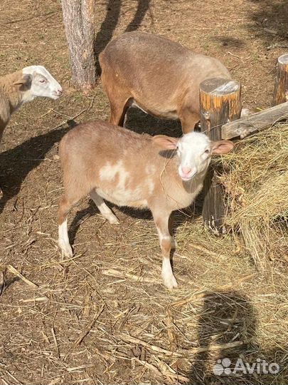 Барашки на племя