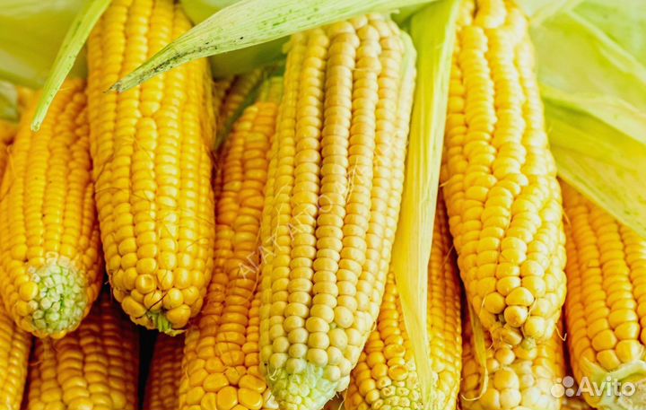 Семена кукурузы Пионер П7515