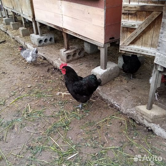 Джерсийский гигант