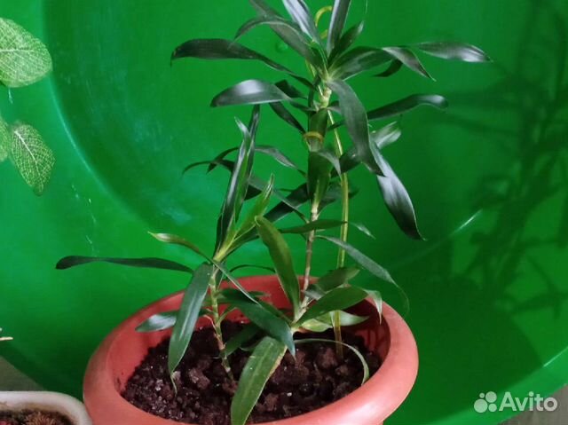 Пальма драцена