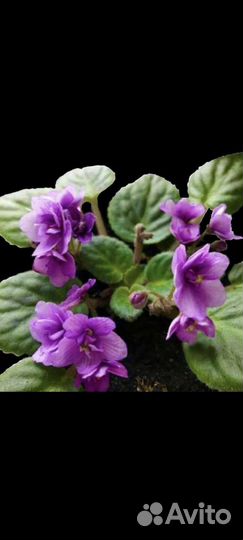 Листики фиалки с корнями