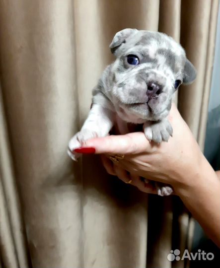 Щенки французского бульдога