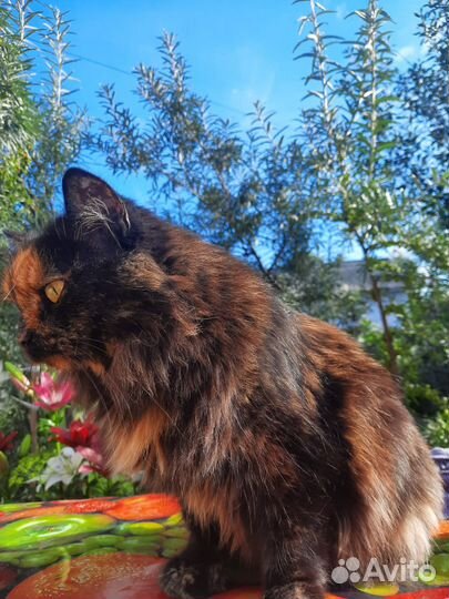 Замечательной кошечке очень нужен хозяин